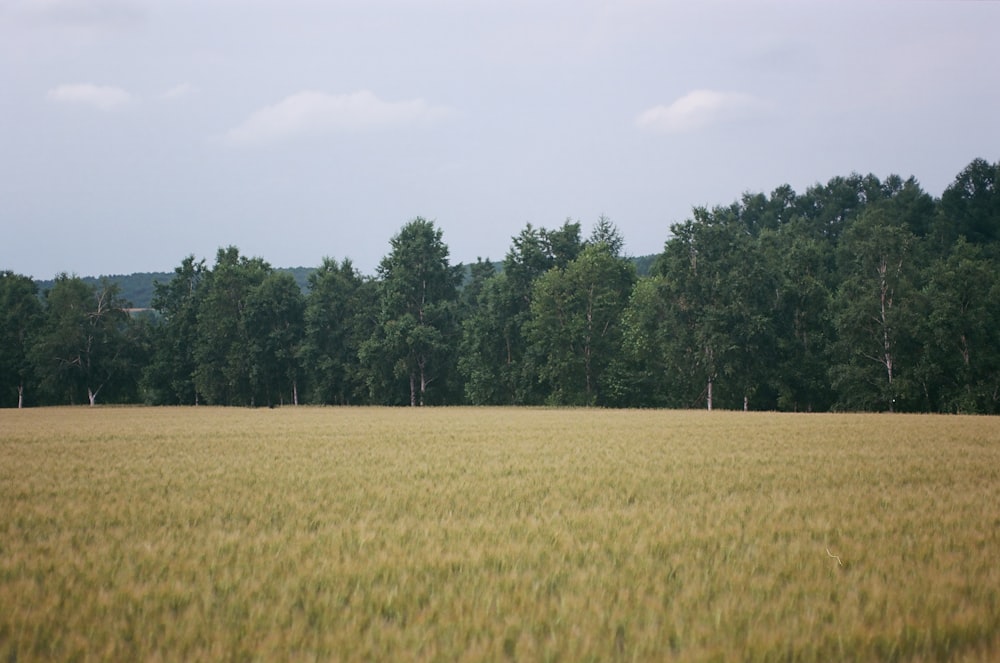 a field of grass with trees in the background