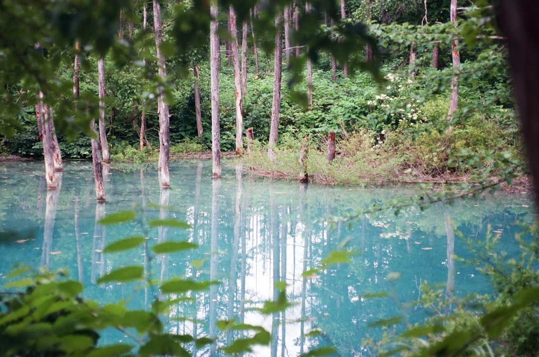 a body of water surrounded by trees and bushes,