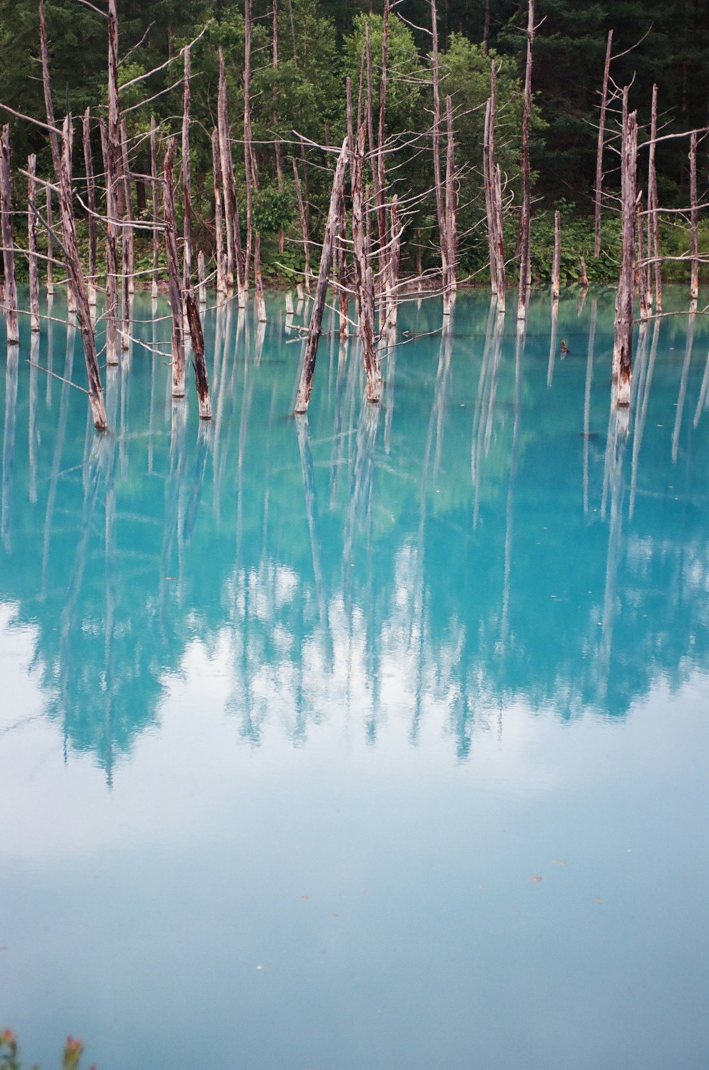 a body of blue water surrounded by trees