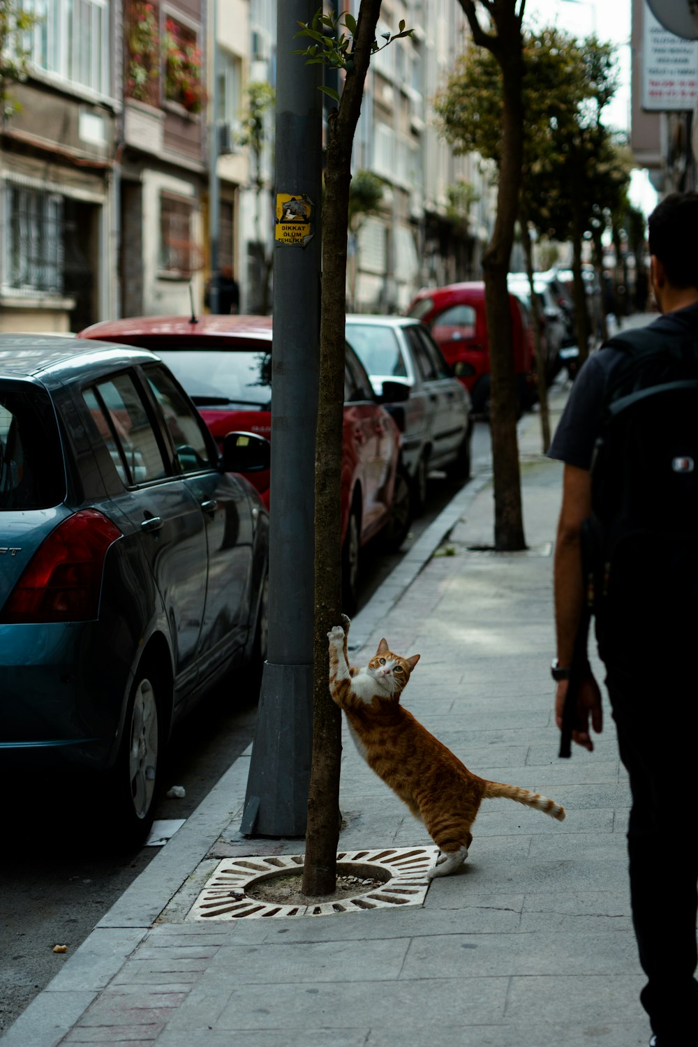 a man walking down a sidewalk next to parked cars