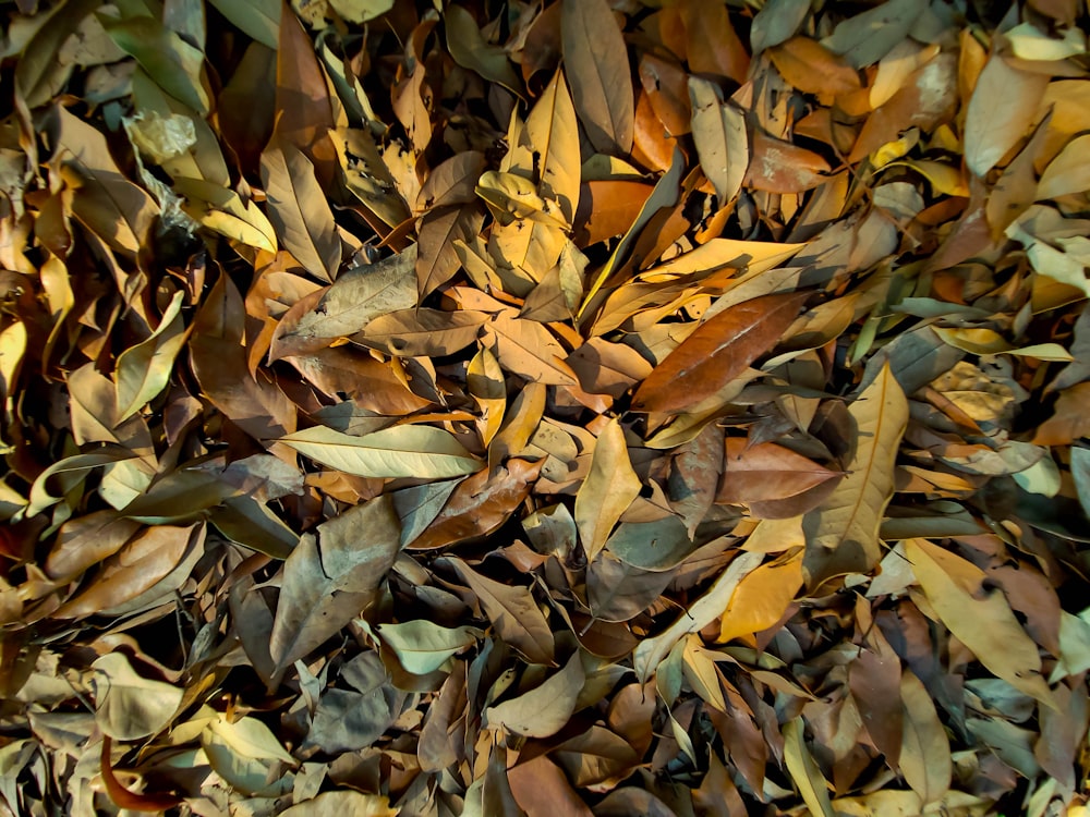 a close up of a pile of leaves