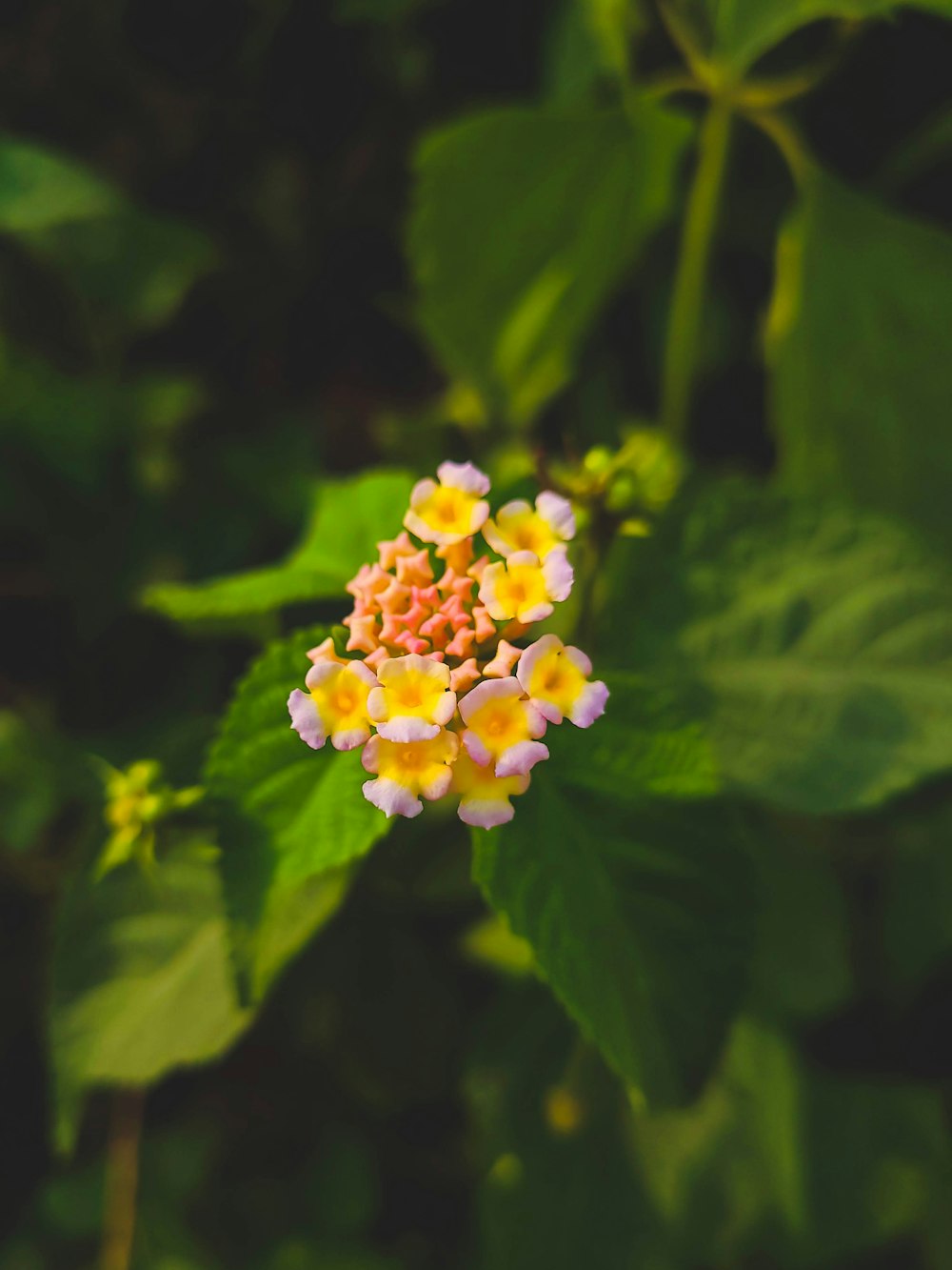 a small yellow and pink flower surrounded by green leaves