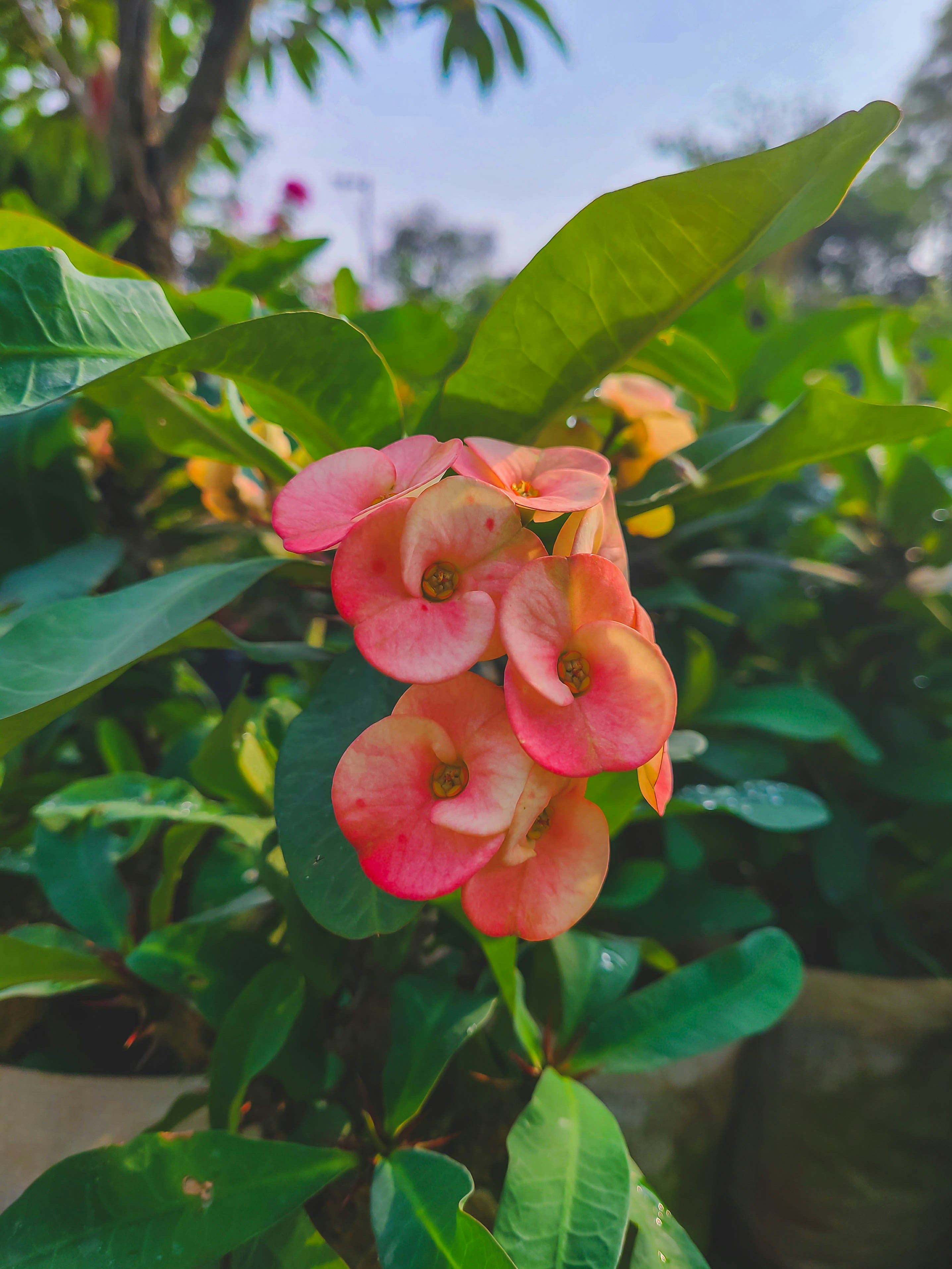 a pink flower with green leaves in the background