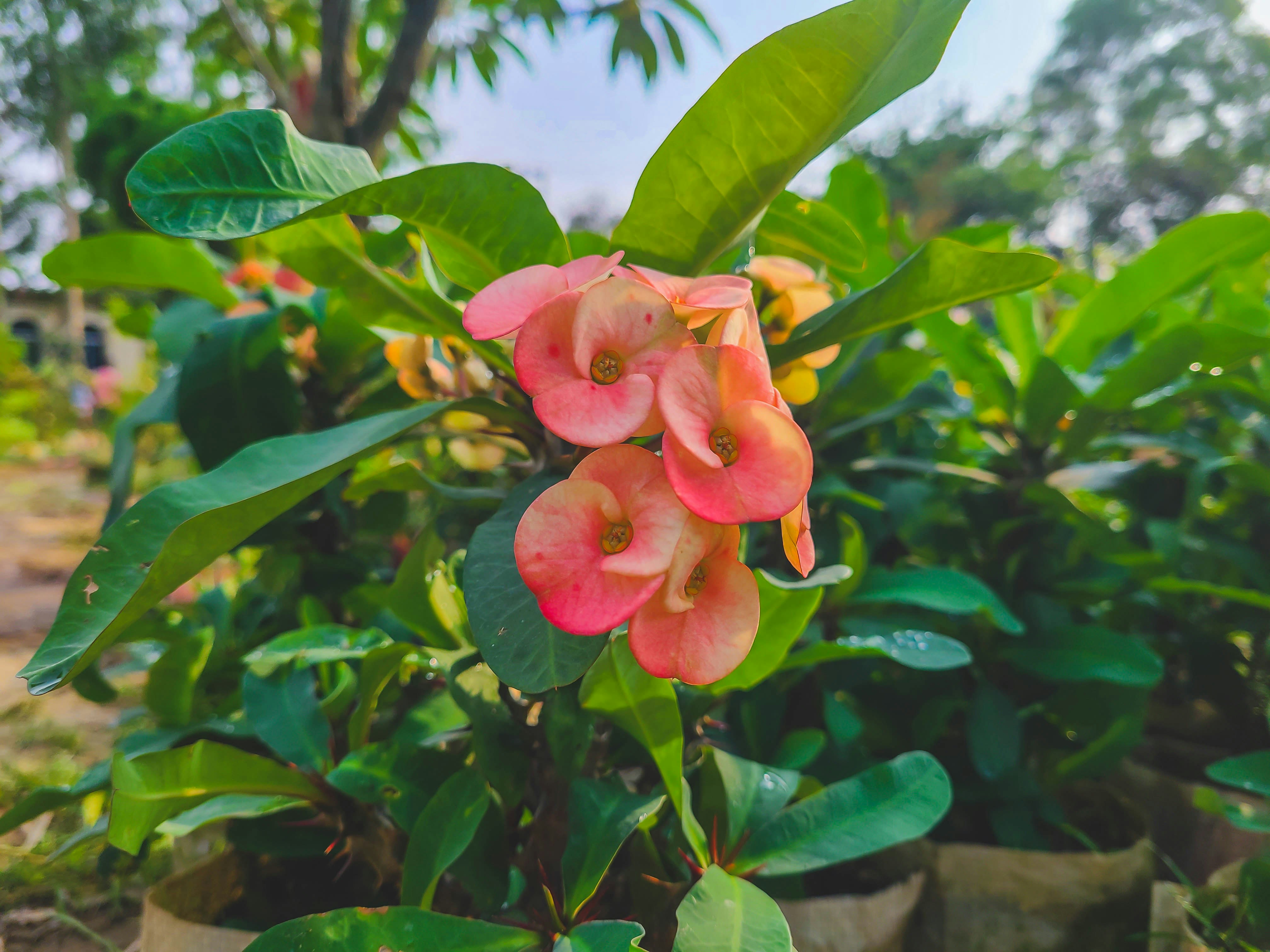 a pink flower is blooming in a garden