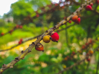 Close-up of vibrant tropical nuts and berries growing on lush green branches.