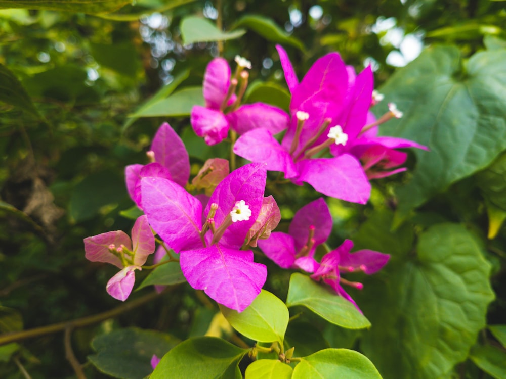 a bunch of purple flowers with green leaves