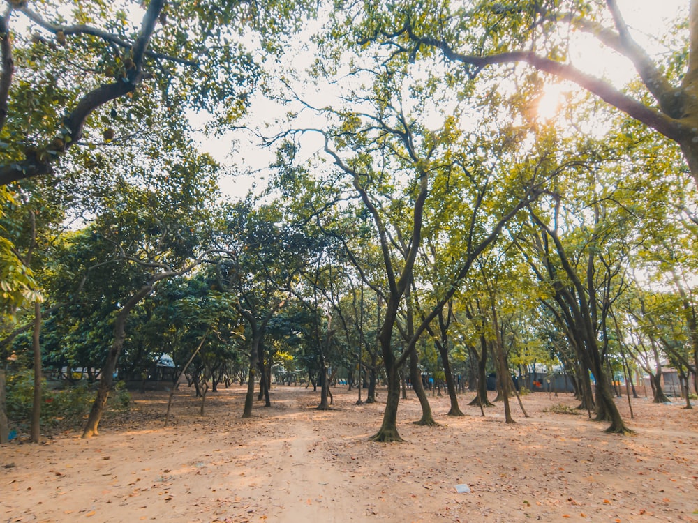 a dirt road surrounded by lots of trees