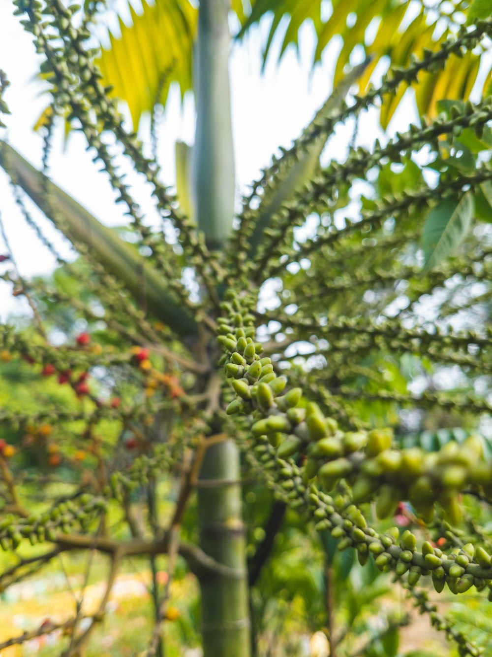 a close up of a tree with fruit growing on it