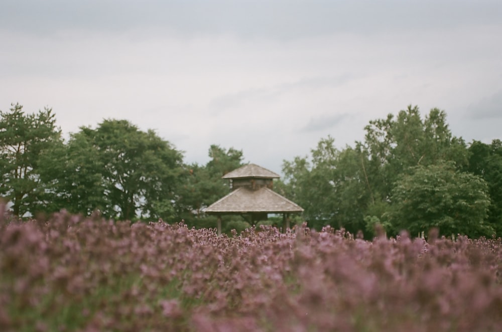 a gazebo in the middle of a field of purple flowers