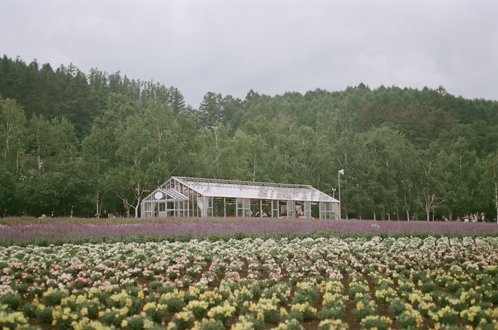 a house in a field of flowers with trees in the background