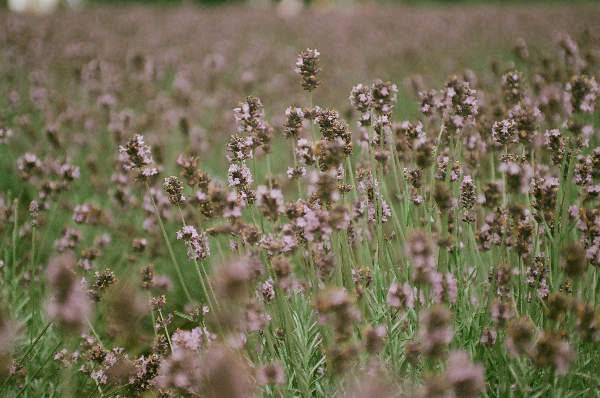 a field full of purple flowers and green grass