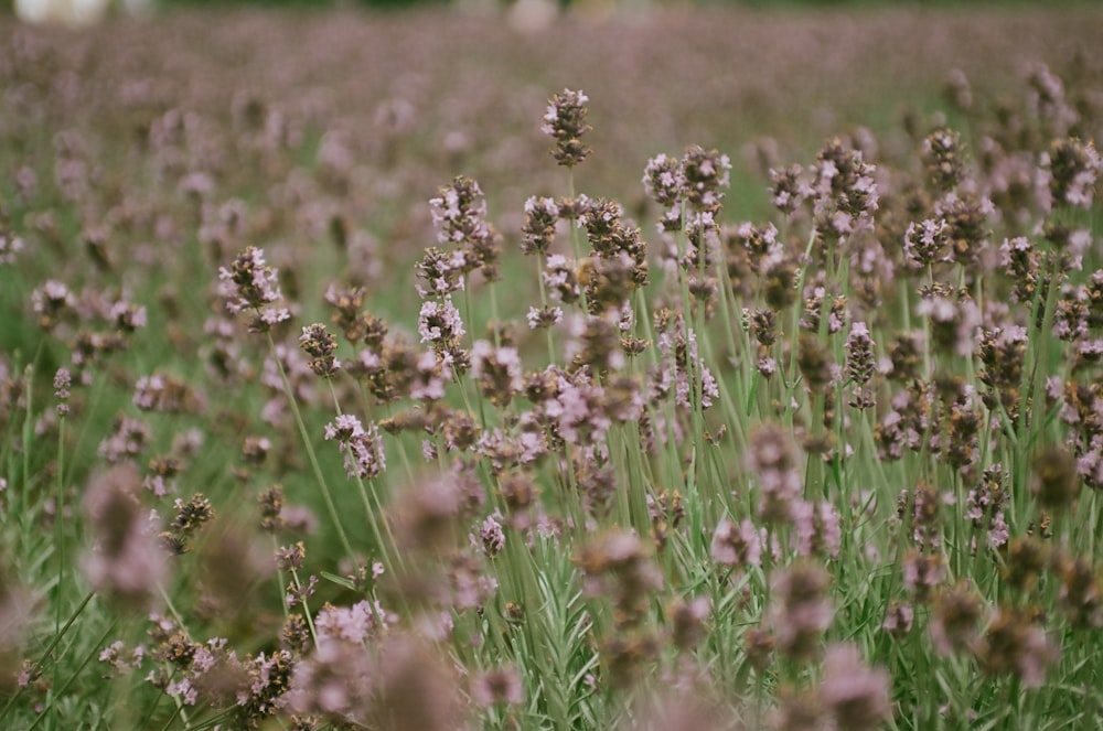 a field full of purple flowers and green grass