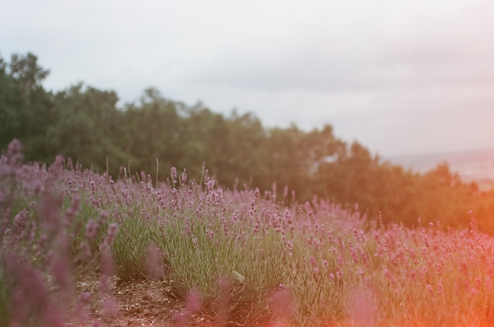 a field of purple flowers with trees in the background