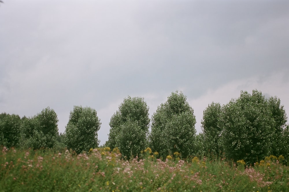 a row of trees on a cloudy day