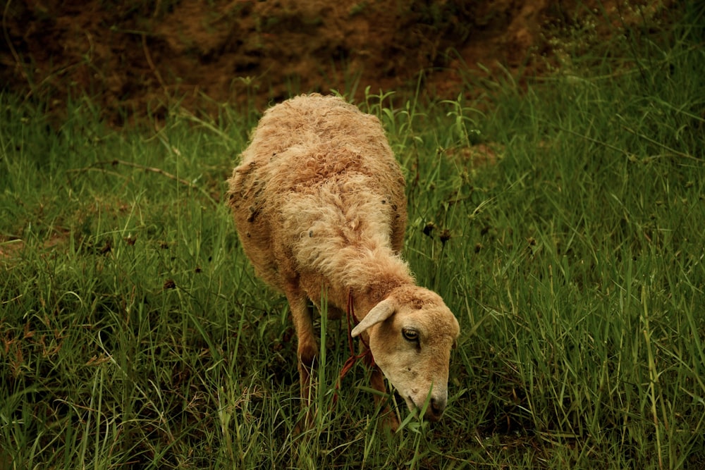 a sheep grazing in a field of tall grass