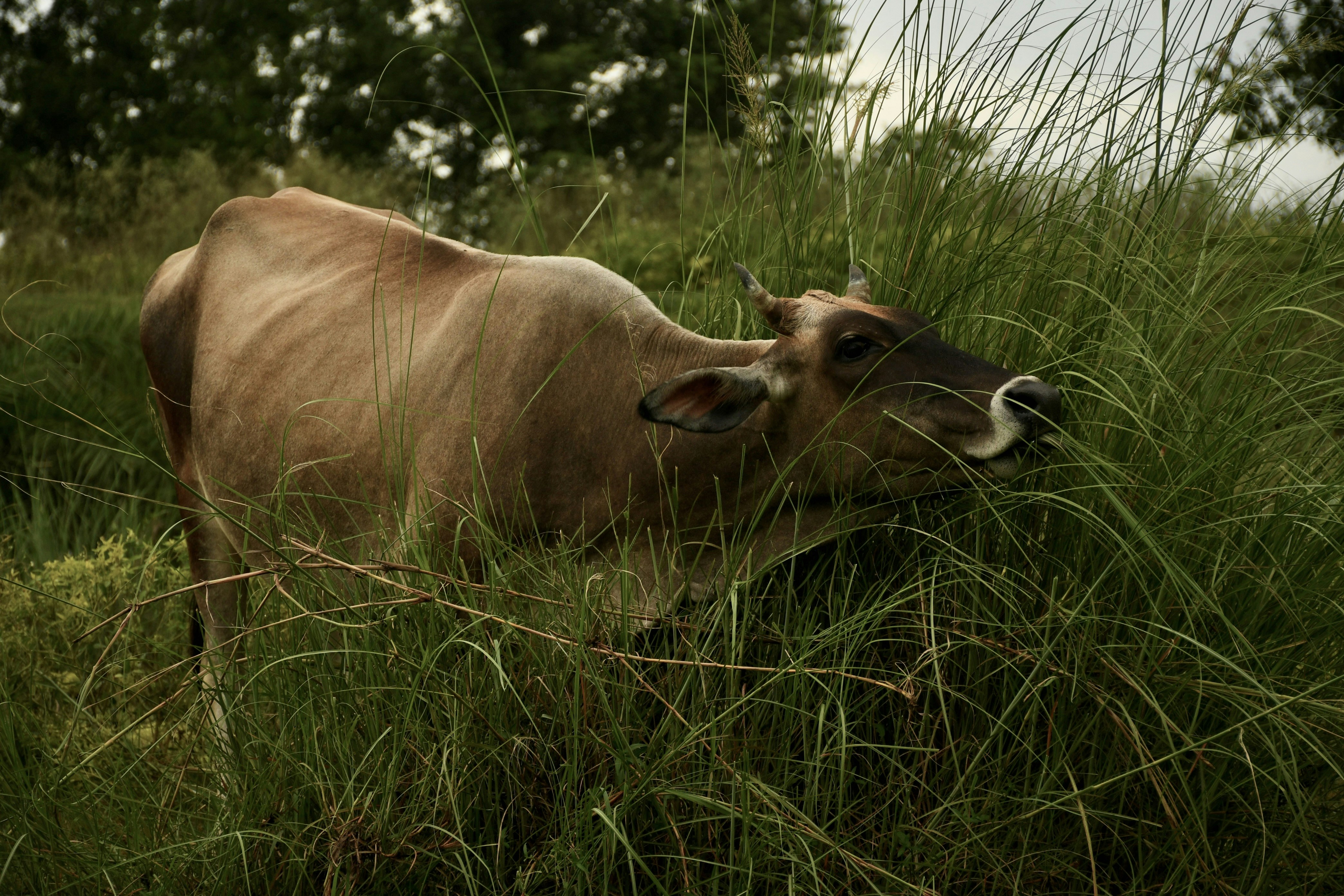 a cow laying down in a field of tall grass