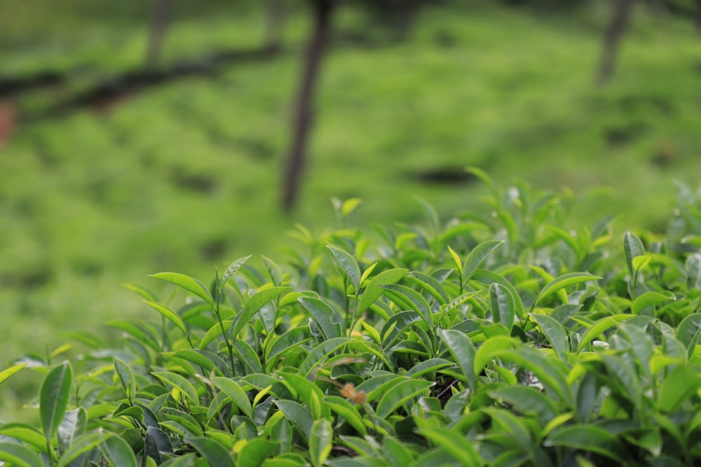 a field of green plants with a blurry background