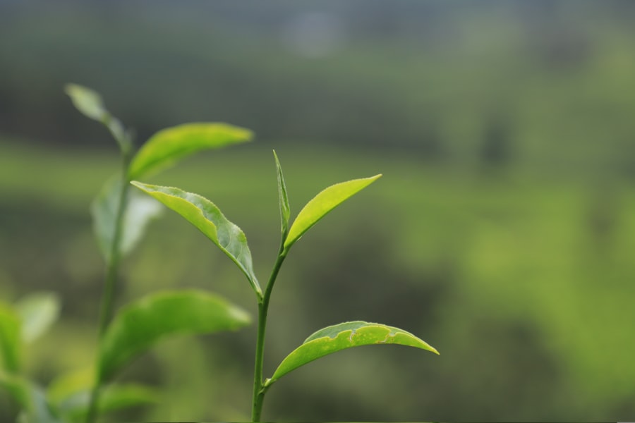 L'Herbier de France thé et tisanes