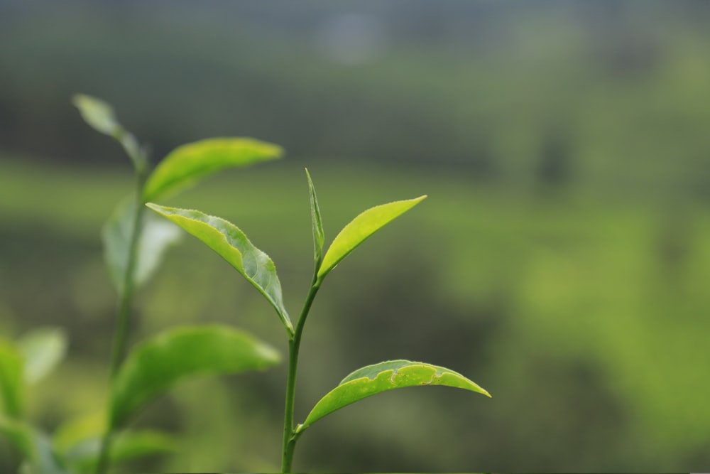 a close up of a plant with a blurry background