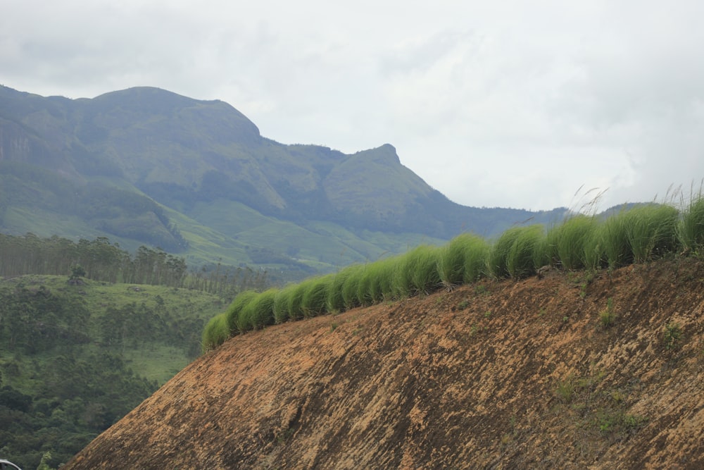 a long line of trees on a hill