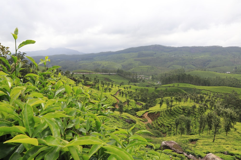 a lush green hillside covered in lots of trees