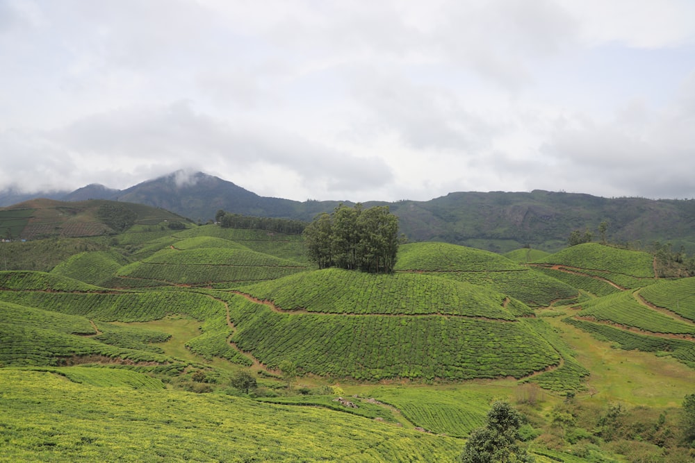 a lush green hillside covered in lots of trees