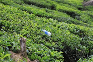 A gently sloping hillside is covered with lush green foliage, likely tea plants or similar shrubs. A discarded plastic water bottle rests among the dense greenery, disrupting the natural landscape. In the foreground, part of a tree stump is visible.