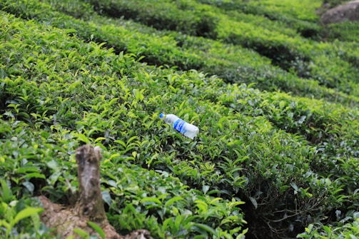 A gently sloping hillside is covered with lush green foliage, likely tea plants or similar shrubs. A discarded plastic water bottle rests among the dense greenery, disrupting the natural landscape. In the foreground, part of a tree stump is visible.