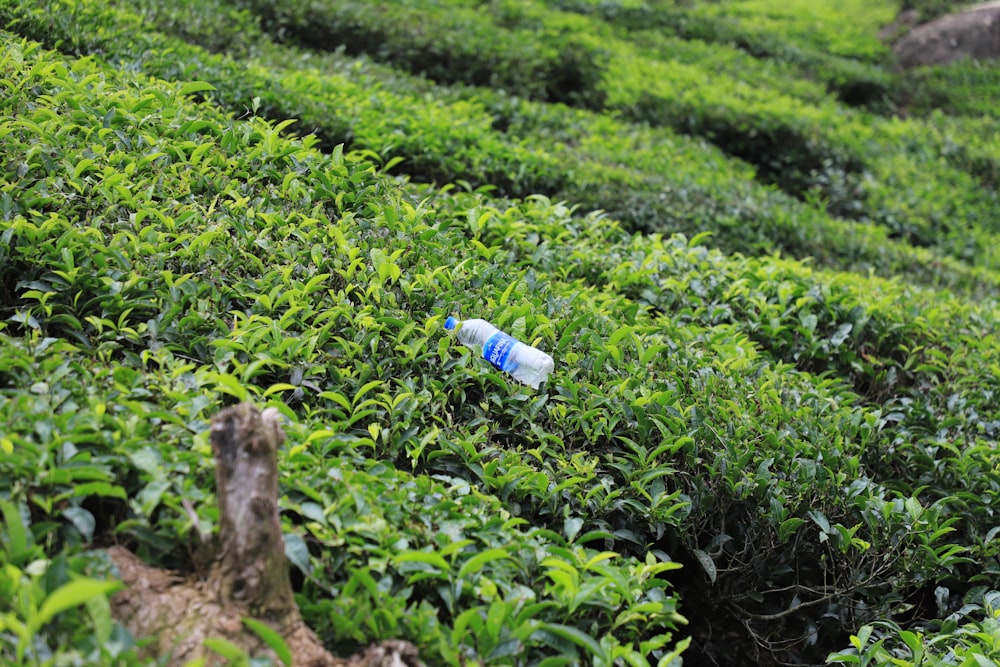 a bottle of water sitting on top of a lush green field