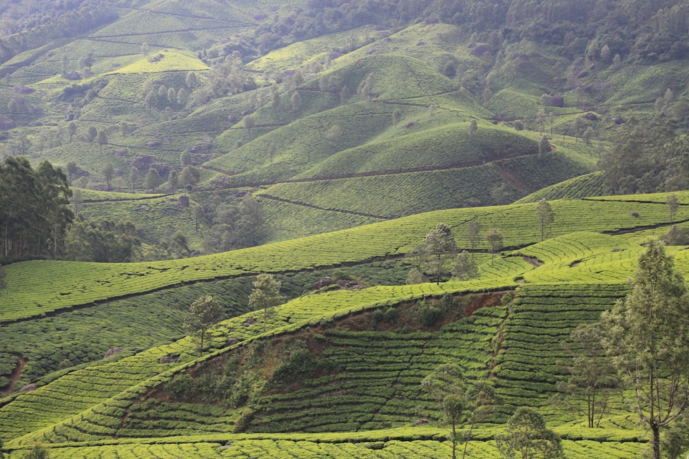 a lush green hillside covered in lots of trees