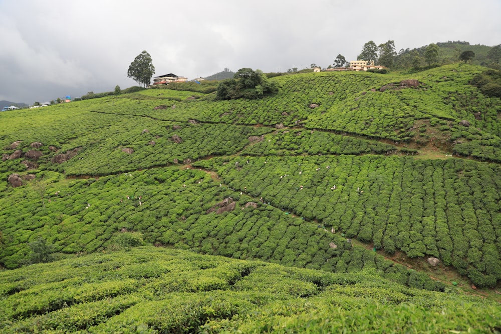 a lush green hillside covered in lots of trees