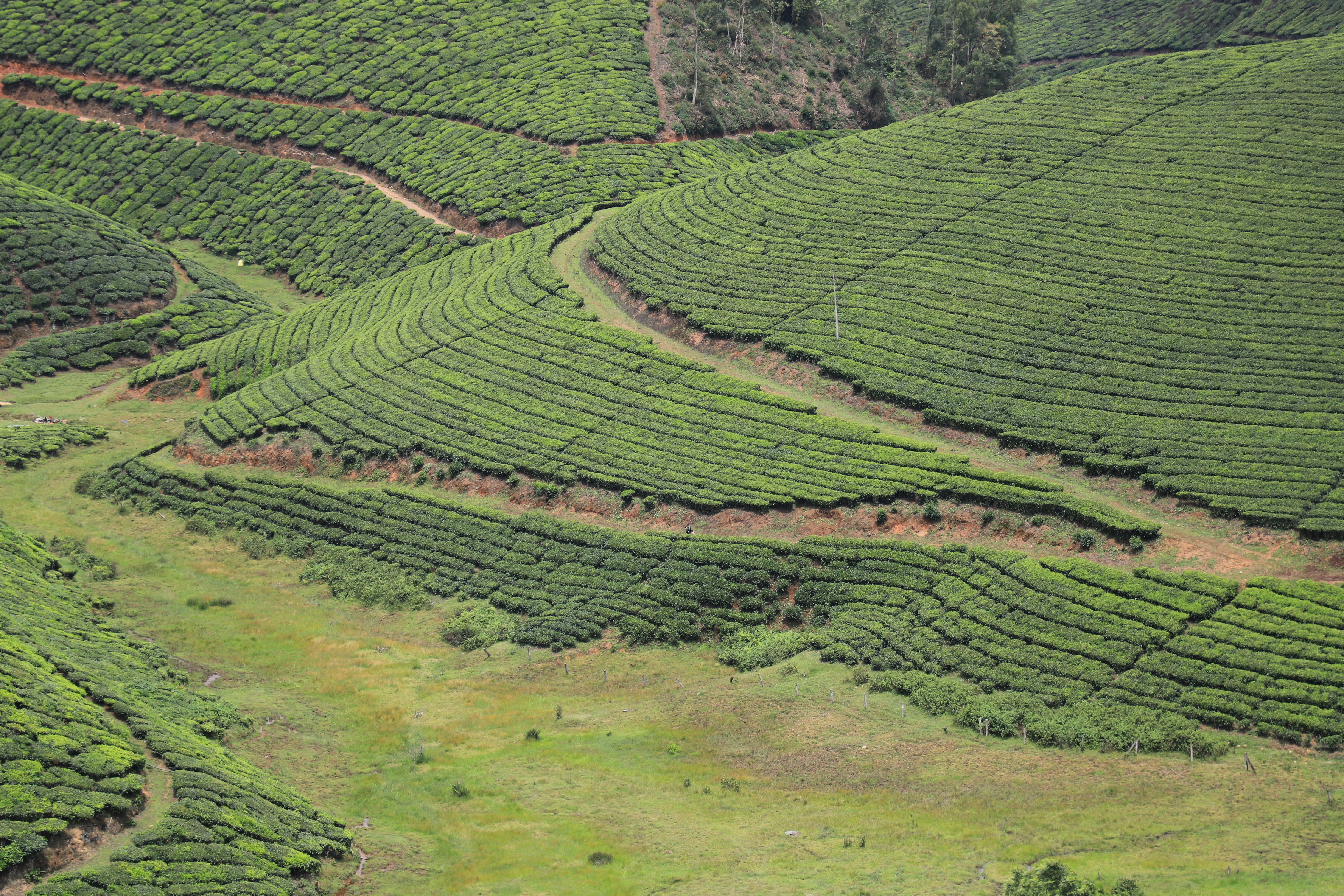 an aerial view of a tea plantation