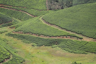 Vast, neatly lined tea plantations stretch across rolling hills. The landscape showcases lush green foliage with pathways cutting through the crops. The terrain appears well-maintained, with sections of the fields on different elevations.
