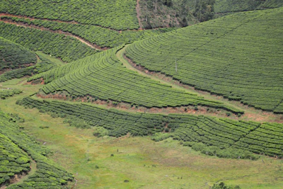 A global map highlighting tea export routes from India to international markets.