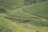 Vast, neatly lined tea plantations stretch across rolling hills. The landscape showcases lush green foliage with pathways cutting through the crops. The terrain appears well-maintained, with sections of the fields on different elevations.