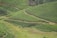 Vast, neatly lined tea plantations stretch across rolling hills. The landscape showcases lush green foliage with pathways cutting through the crops. The terrain appears well-maintained, with sections of the fields on different elevations.