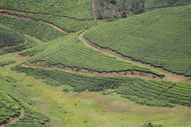 Vast, neatly lined tea plantations stretch across rolling hills. The landscape showcases lush green foliage with pathways cutting through the crops. The terrain appears well-maintained, with sections of the fields on different elevations.
