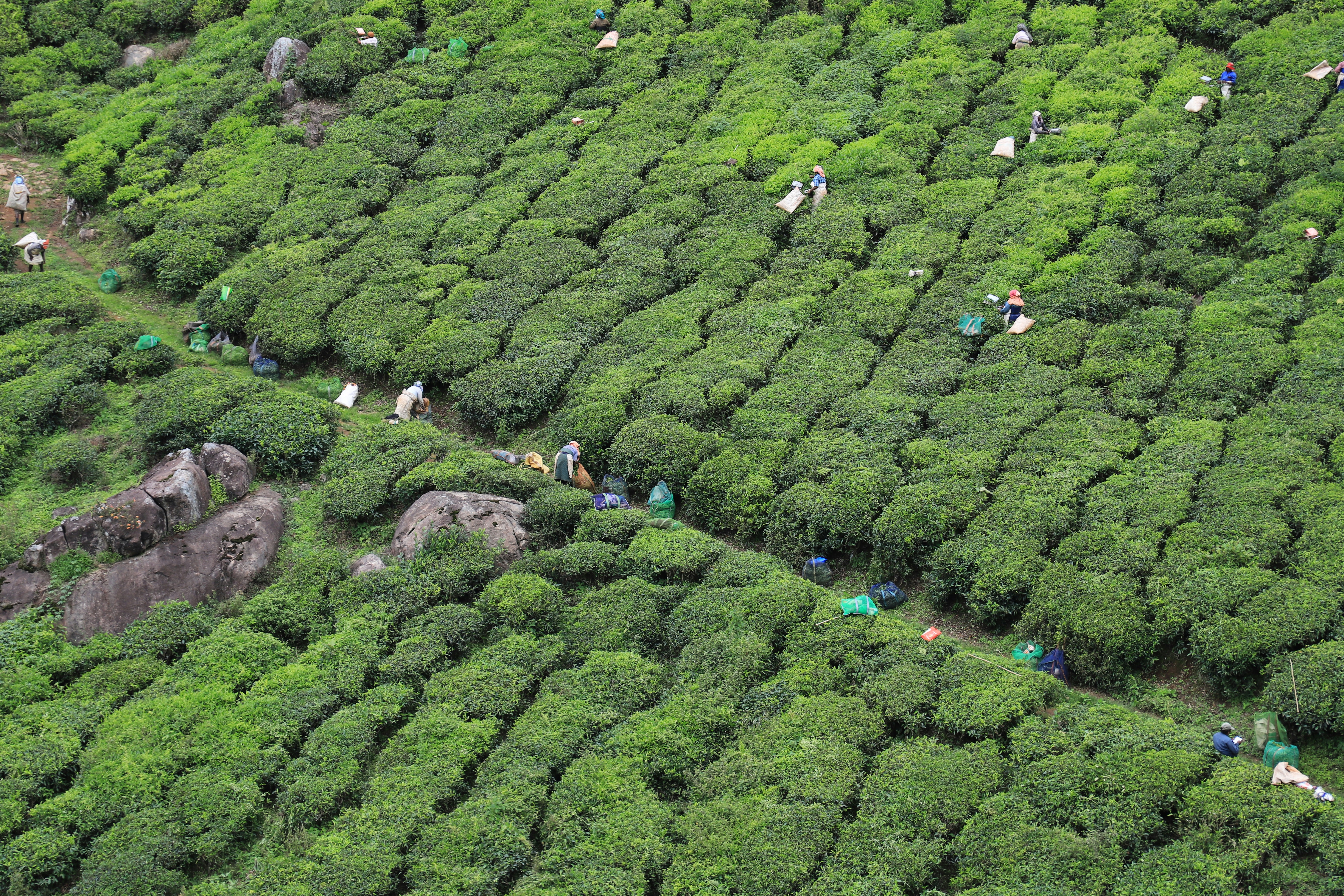 a group of people walking through a lush green forest