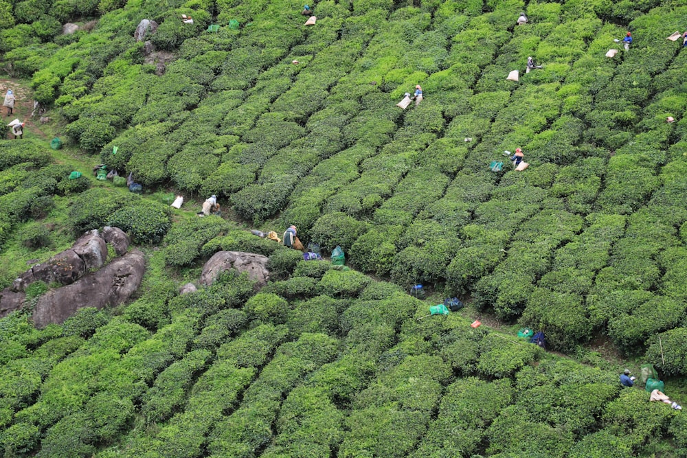 a group of people walking through a lush green forest