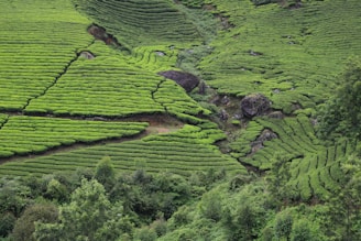Lush green tea plantations cover the rolling hills with neatly lined rows, interspersed with large rocks and sparse trees. The landscape is vibrant and well-maintained, showcasing the rich and fertile soil.