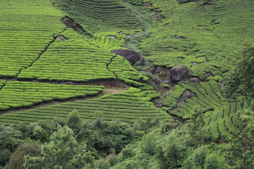 Lush green tea plantations cover the rolling hills with neatly lined rows, interspersed with large rocks and sparse trees. The landscape is vibrant and well-maintained, showcasing the rich and fertile soil.