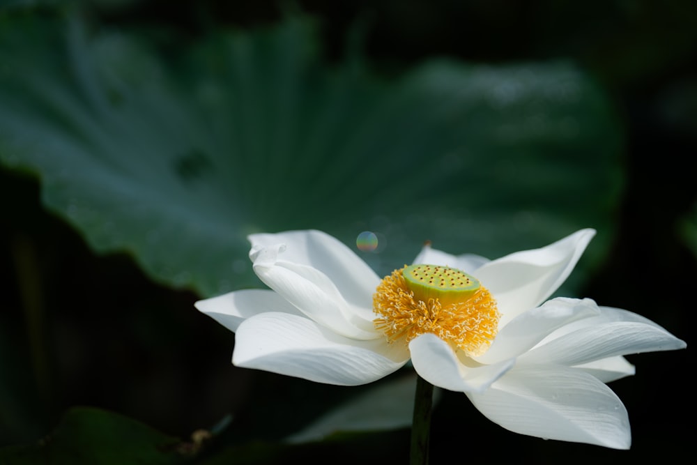 a white flower with a yellow center surrounded by green leaves