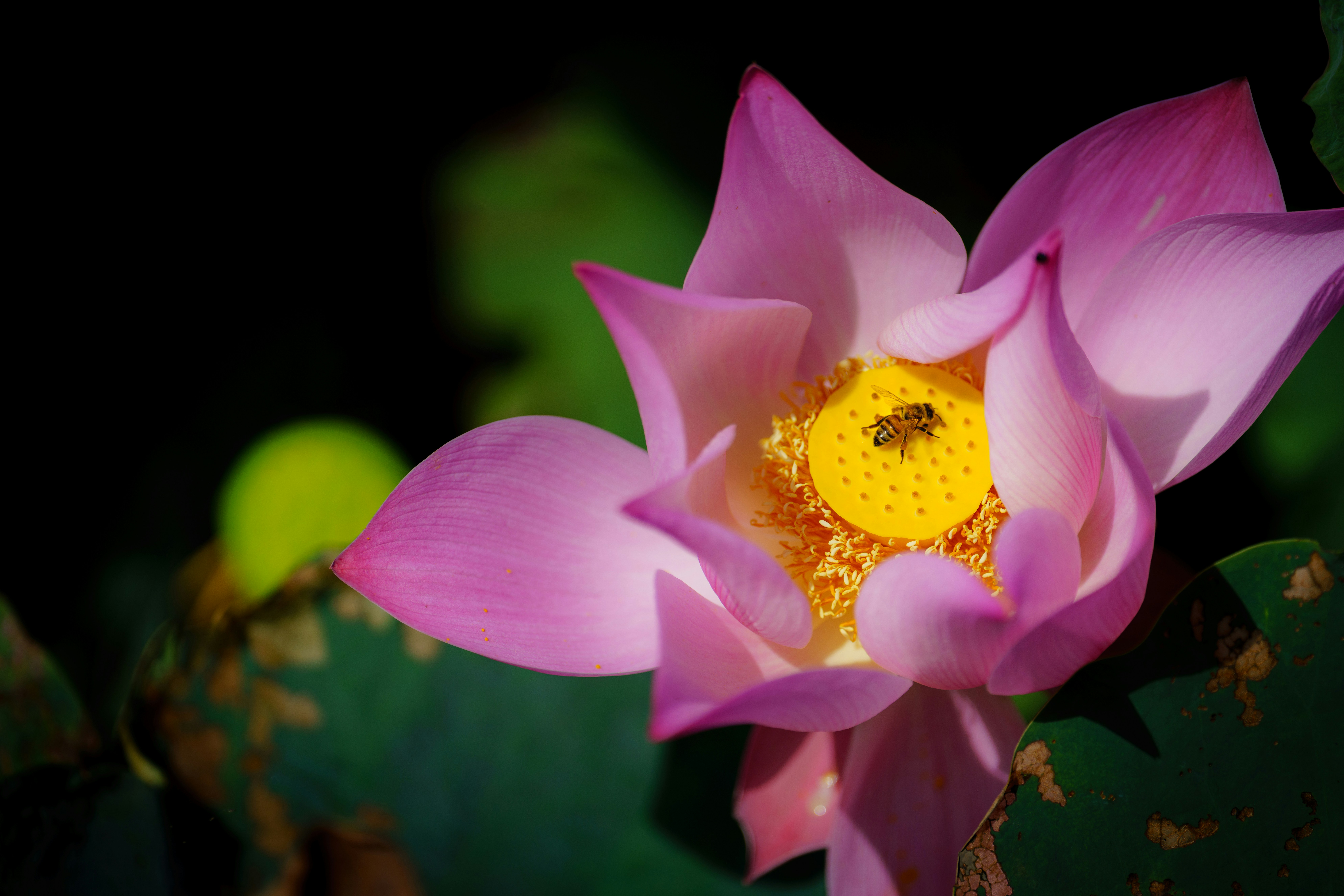 un fiore rosa con un'ape su di esso