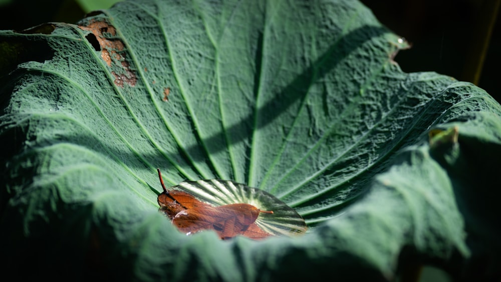 a close up of a leaf with a bug on it