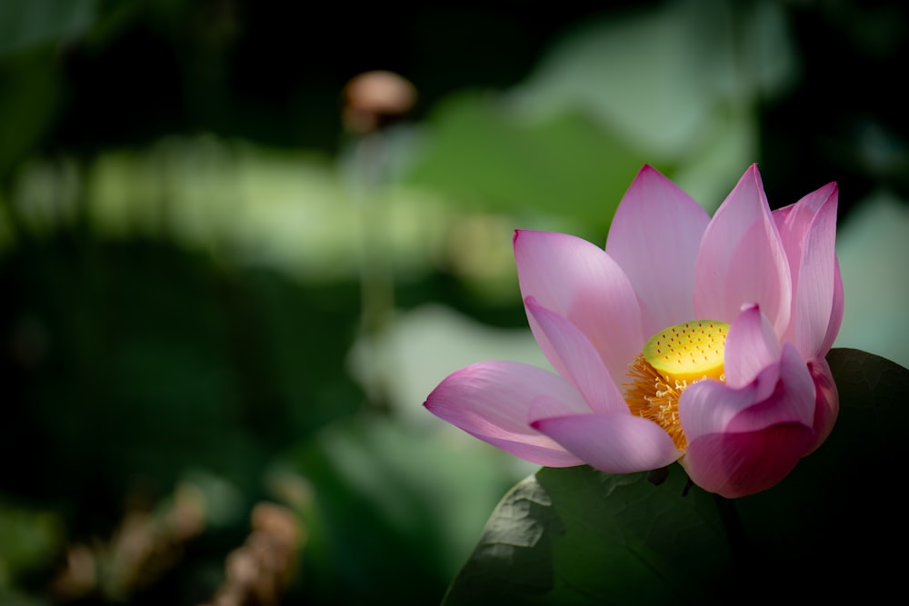 a pink flower with a yellow center sitting on top of a green leaf