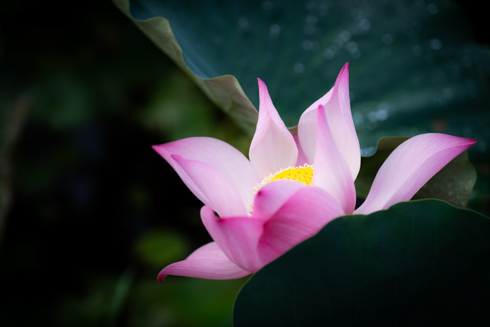 a close up of a pink flower with green leaves