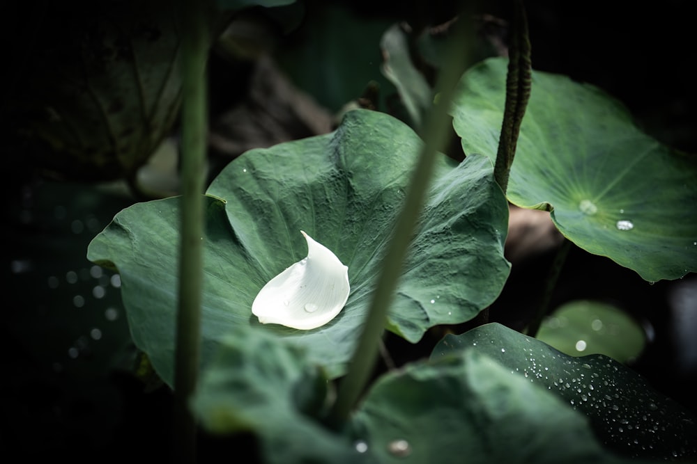 a close up of a white flower on a green plant