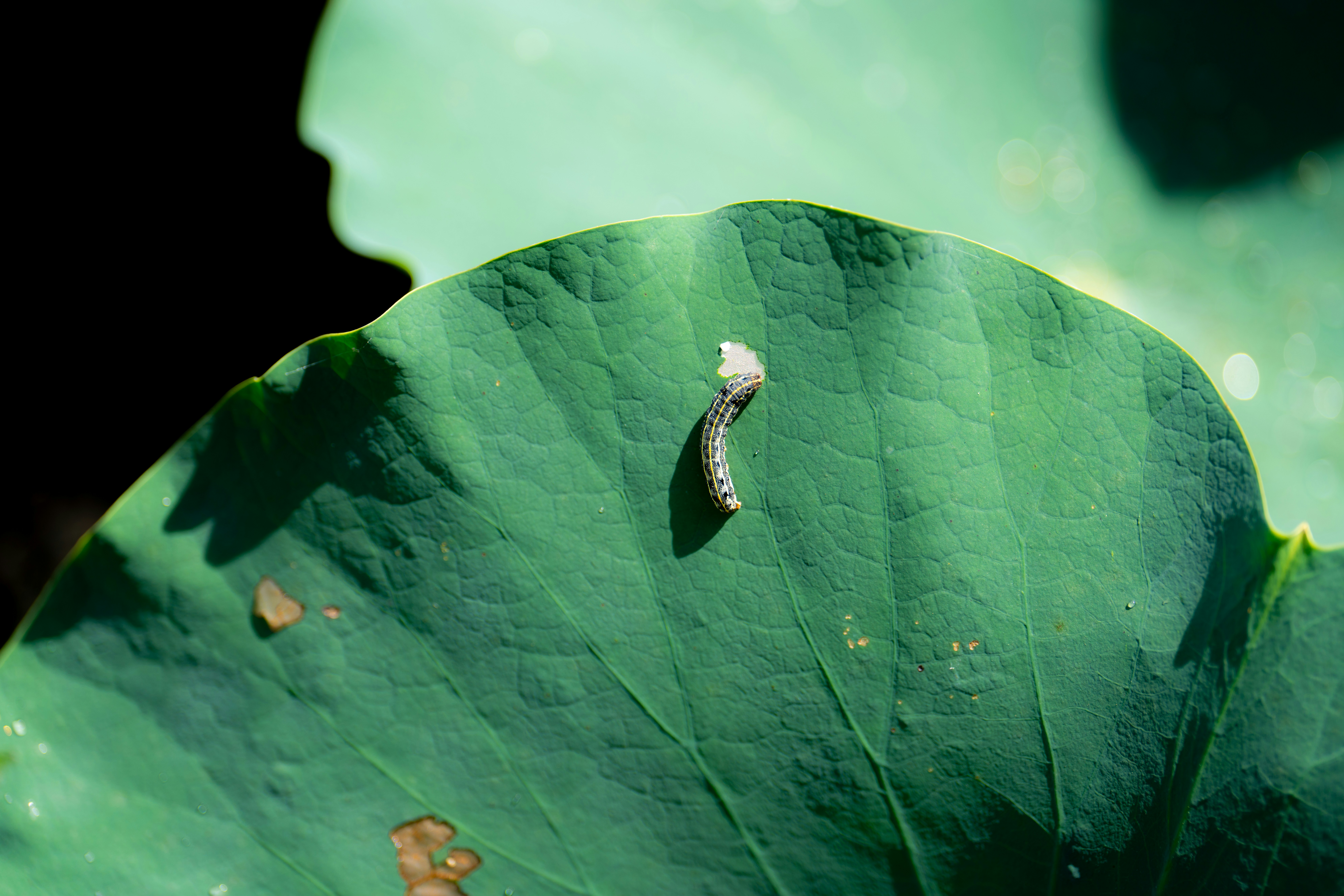 Un bruco che striscia su una grande foglia verde