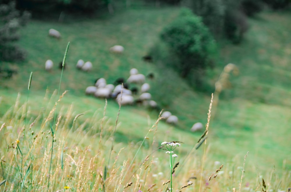 eine Schafherde, die auf einem üppig grünen Hügel grast
