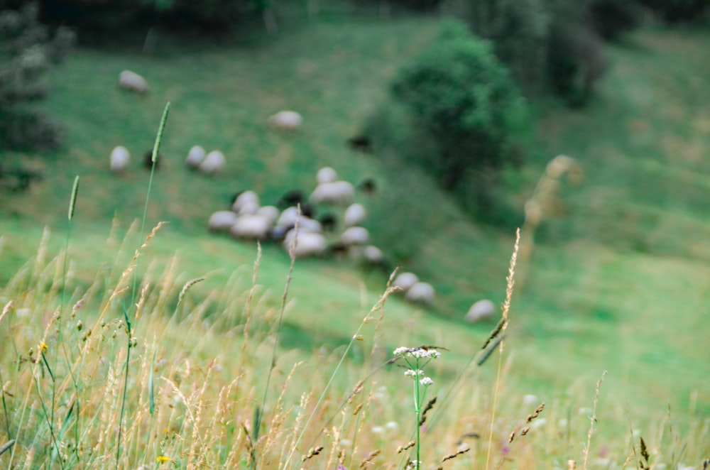 a herd of sheep grazing on a lush green hillside